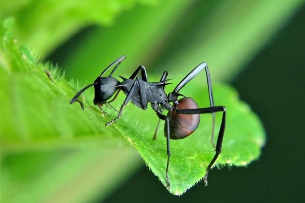 小乖麻 本周运势提醒2023/07/31-08/06