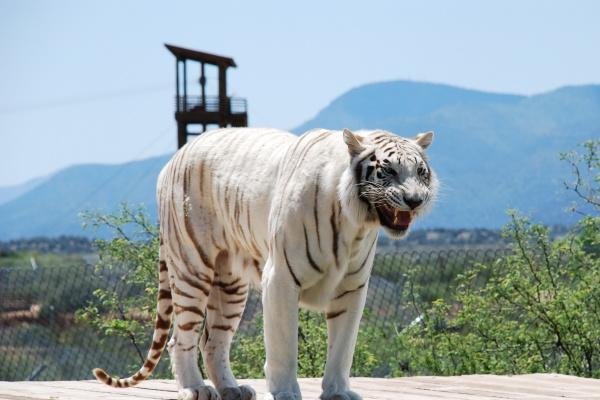 唐立淇 12星座一周运势2023.8.07—8.13