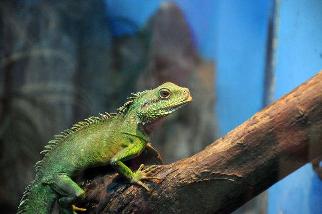 1993年属鸡一生婚姻如何 总共有几段婚姻