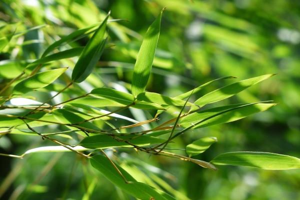 2024年10月桃花运爆棚属相 top4前四大点名