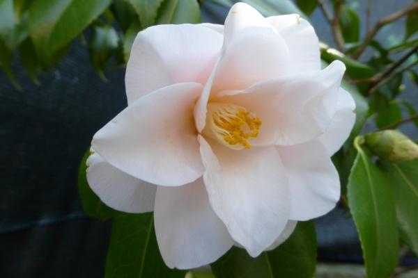 极度冷静理性的星座 水瓶们深思熟虑