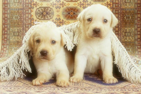 2024年哪个生肖运势最好 哪些生肖运势最差