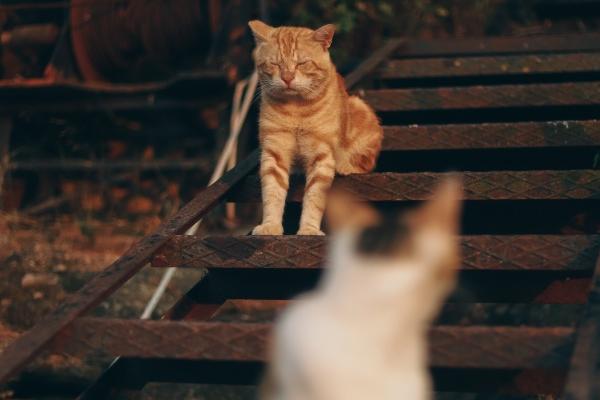 小乖麻 本周运势提醒2023/08/07-08/13