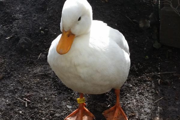 Alex 摩羯座本周运势详解8.07—8.13