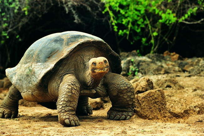 天蝎和双子谁才是老大