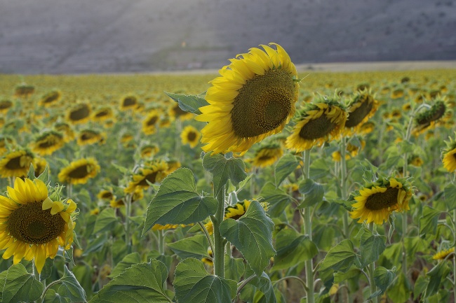 命好的四大上升星座 谁混得最好