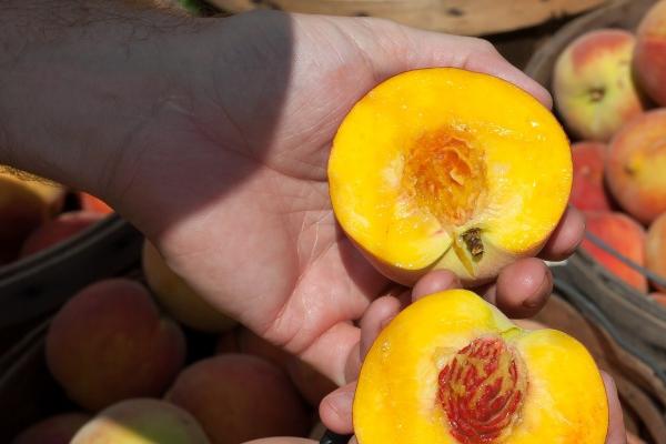 苏珊米勒 12星座本周运势详解0814~0820