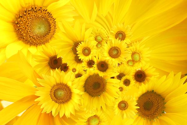 2024年运气最好的生肖 哪三个生肖运气满满