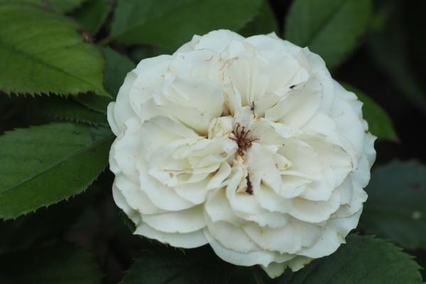 苏珊米勒 星座运势查询8.12-8.13