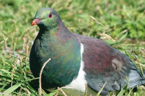 2001年属蛇人2024年全年运势详解 23岁生肖蛇2024年每月运势