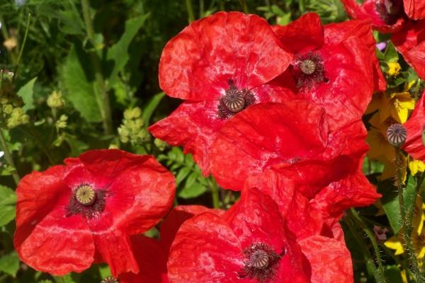 玛法达 12星座运势8.17-8.23