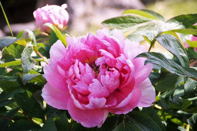 2023年9月15日结婚好不好 宜嫁娶吉日查询