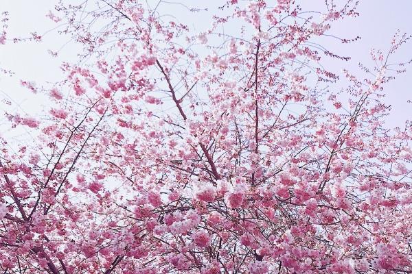 双鱼为什么不能配射手,真的不合适在一起!