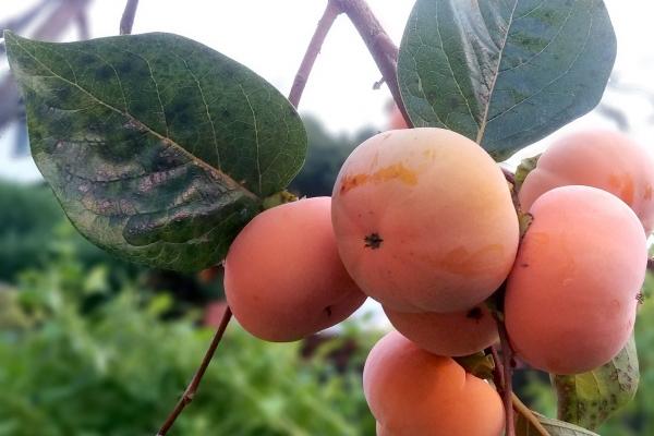 9月财运最好的生肖2024年 财运亨通龙鼠猪