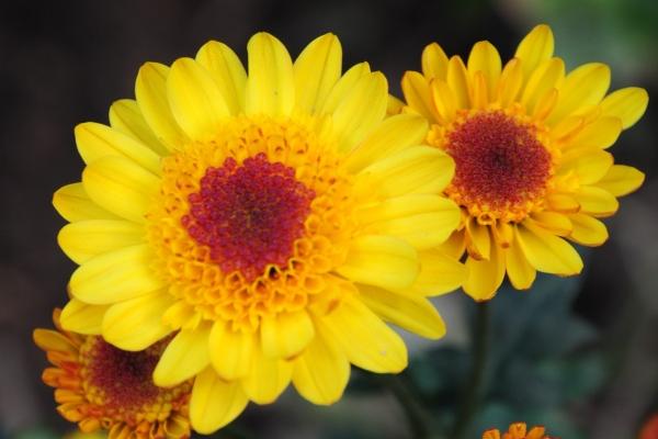 闹闹女巫 0809十二星座今日运势