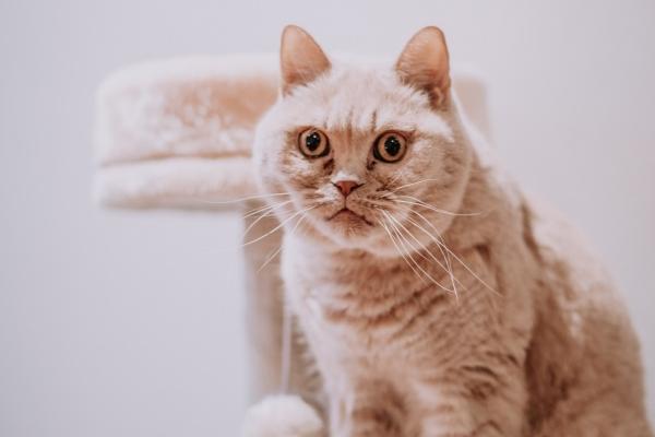 星盘第七宫怎么看 第七宫的意义