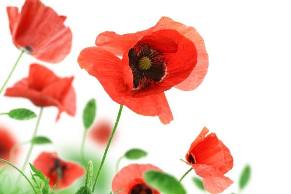 奶奶去世多久孙女才可以出嫁,守孝期间有什么禁忌