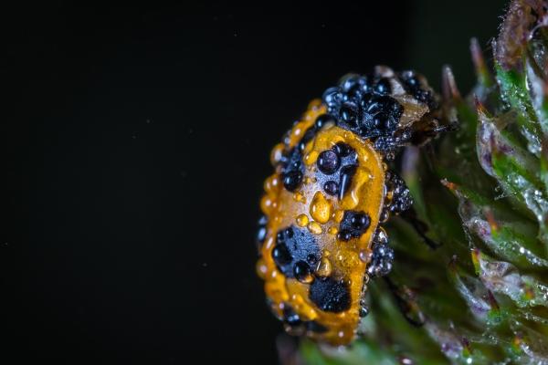 属虎男配什么生肖女好 最配的属相有哪些