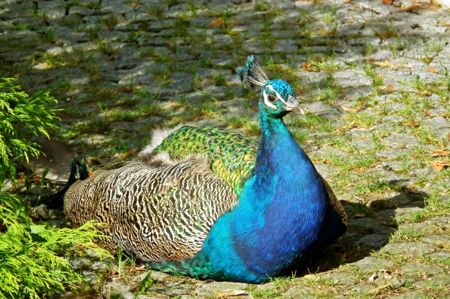 属兔的孩子取什么名字好 吉利顺口兔宝宝名字