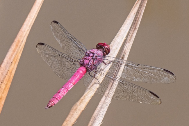 静电鱼 双鱼座星运详解【周运8月21日-8月27日】