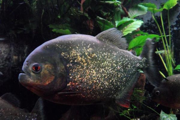 金牛座与白羊座合不合,真天生的冤家!