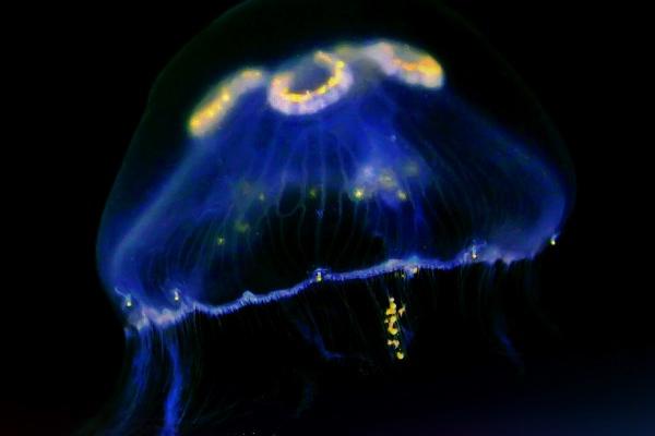 Alex 巨蟹座本周运势详解8.21—8.27