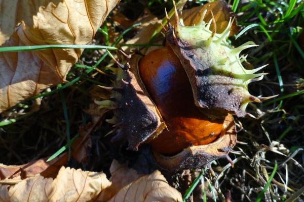 苏珊米勒 今日星座运势查询8.21