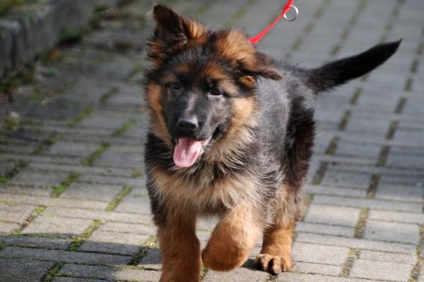 2月有正缘的生肖2024年 羊狗鸡有奇妙缘分