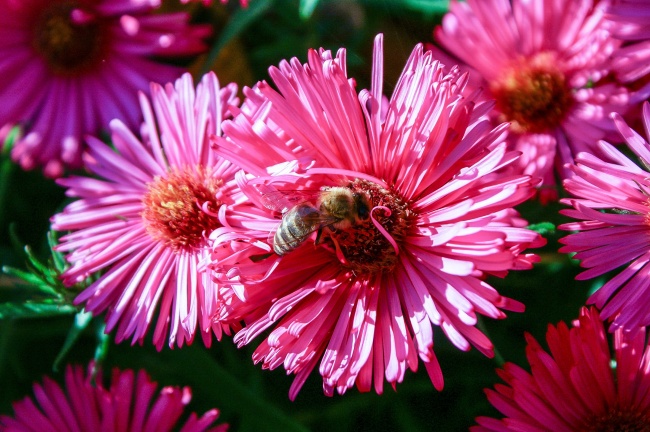 闹闹女巫 0824十二星座今日运势