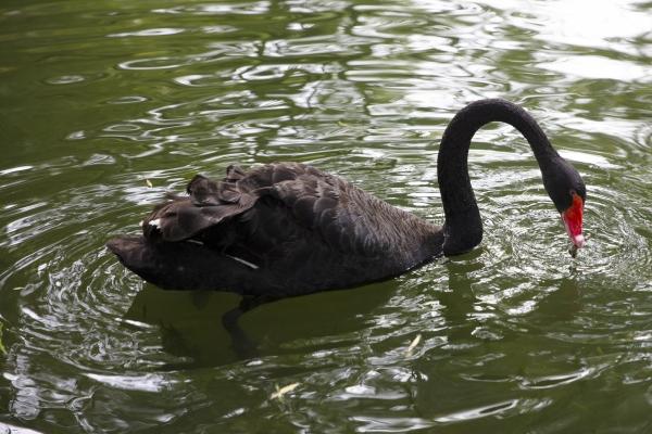 生肖鸡在2024运势 财源稳定家庭美满