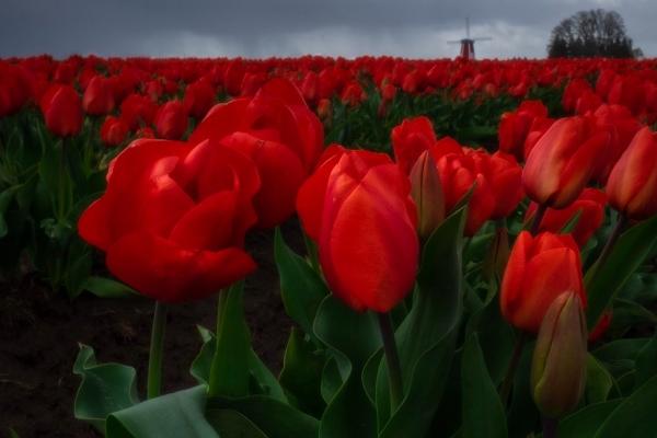3月学习运最好的生肖2024年 牛猴虎迎来学习的丰收