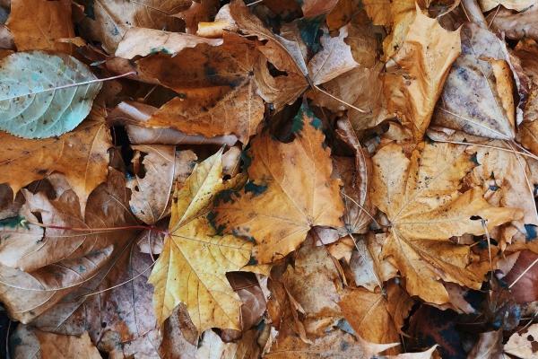 郑博士 十二生肖周运详解8.28-9.3