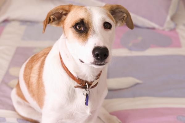 2024年6月正桃花最好的生肖 生肖龙有浪漫激情的正桃花