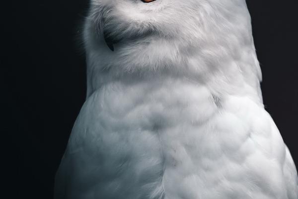 2024最旺兔子的星座 属兔射手座将迎来新转机