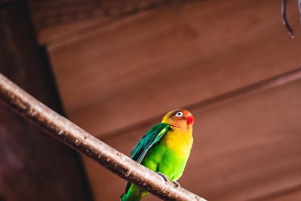 2024年2月桃花运最好的生肖 兔龙蛇迎来桃花运的高峰期