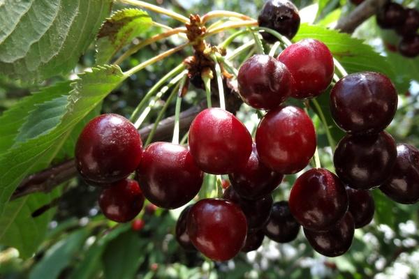 2023年8月29日结婚好吗 今日嫁娶日子好不好