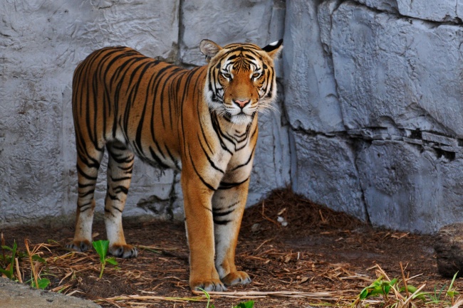 2024年5月正桃花最好的生肖 牛兔龙展开精彩人生旅程