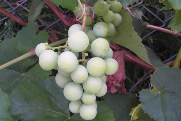 杨清华 十二生肖一周运势8.28-9.3