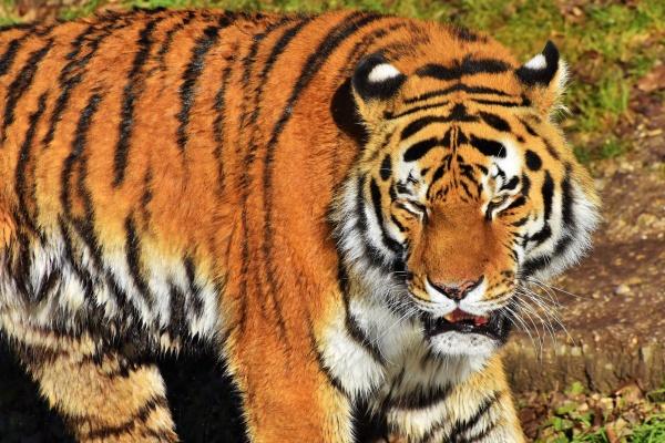 各个星座2024的运气 十二星座幸运排行