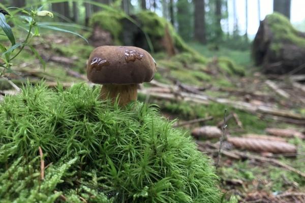 闹闹女巫 0901十二星座今日运势