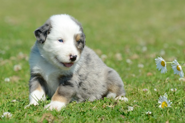 2024年属牛是冲太岁吗为什么,如何化解太岁