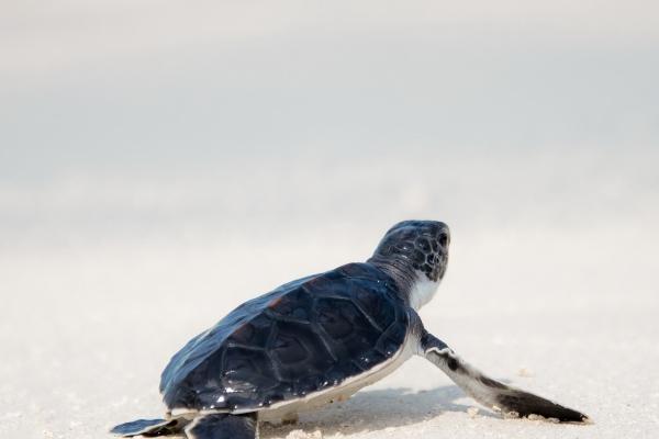 74年属虎适合的车牌号是多少 适合虎的字母