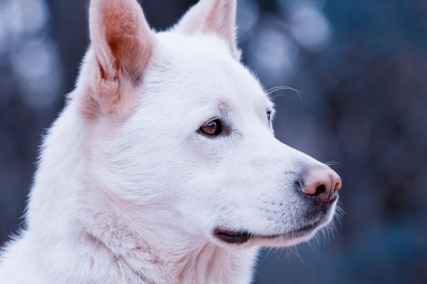 老虎哪个时辰出生最好 属虎人个性