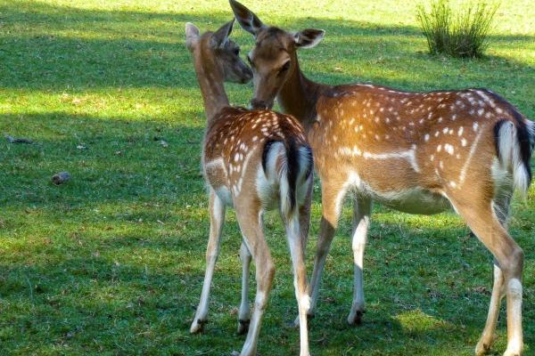 属虎未来一个月有大事发生吗，会发生什么大事