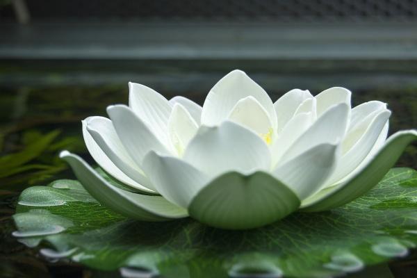 属蛇女2023年的运势如何 事业稳定感情美满