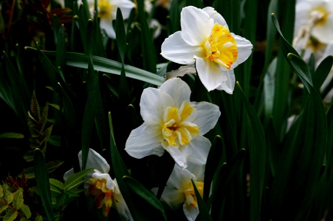 属蛇的吉祥车牌号大全尾数 数字的五行是什么