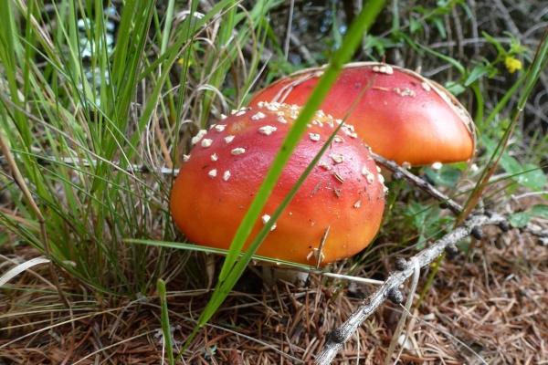 2024锦鲤最好的星座 天生锦鲤星座是谁