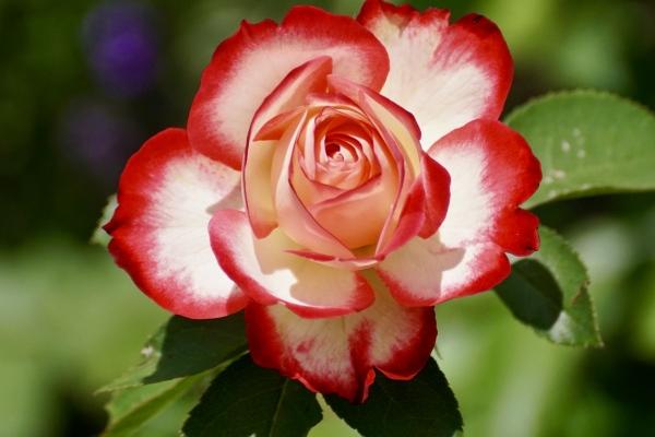 2023年9月1日冲什么生肖 黄历生肖冲煞