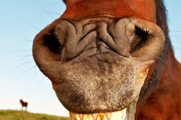 2024兔和什么生肖相冲 易出矛盾少接触