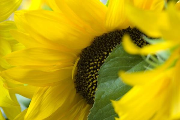 白羊男和金牛女配对，白羊男和金牛女有多配?